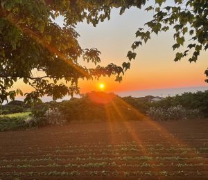 畑から見る夕日