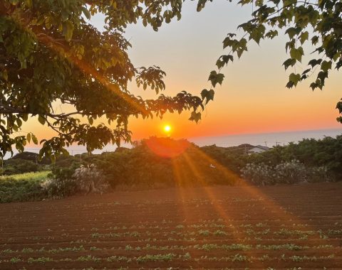 畑から見る夕日